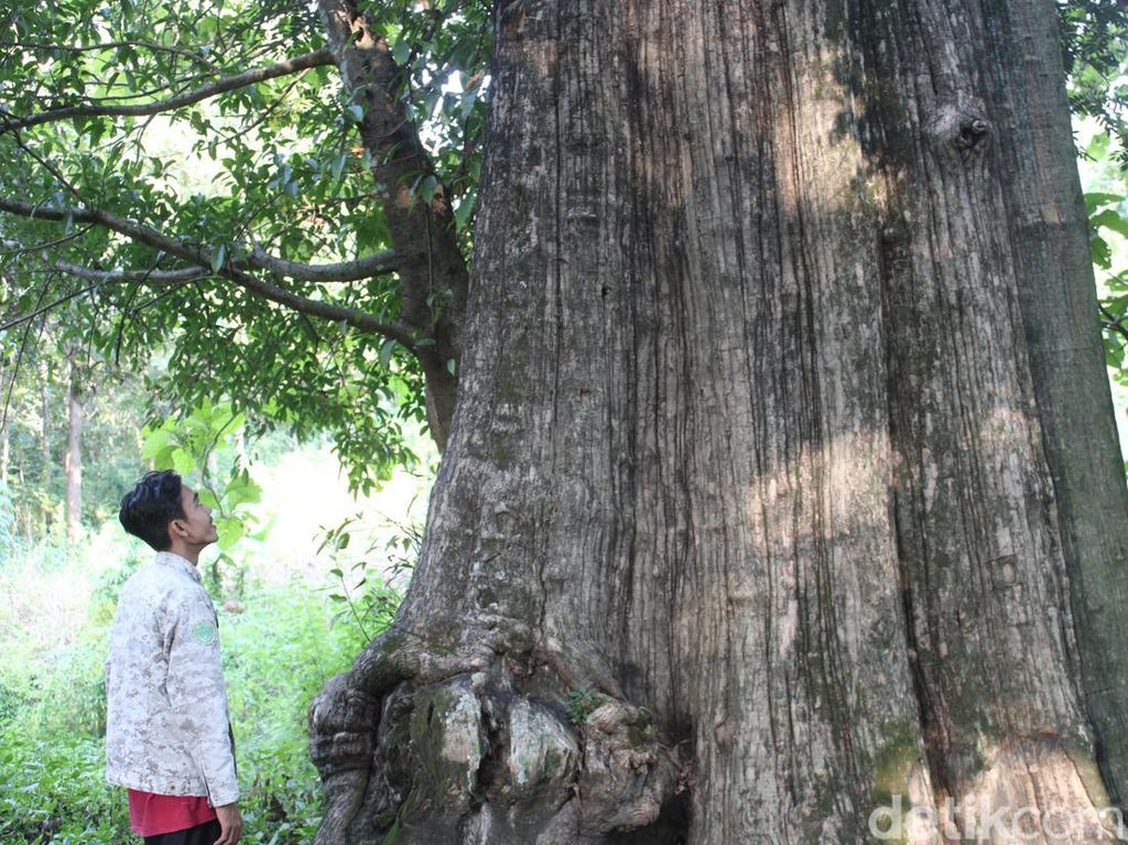 Sederet Cerita Jati Denok Raksasa di Hutan Blora
